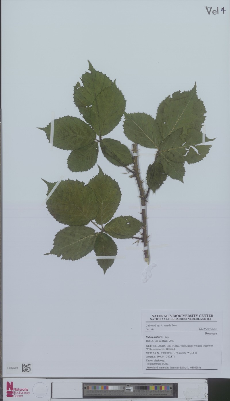 Rubus axillaris photo 6