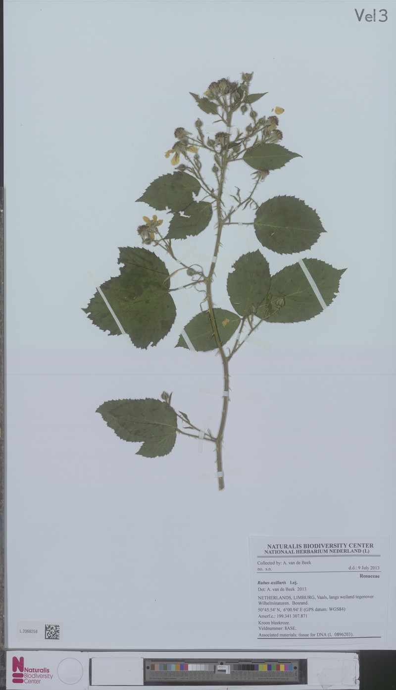 Rubus axillaris photo 7
