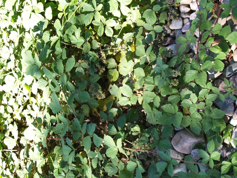 Rubus axillaris photo 8