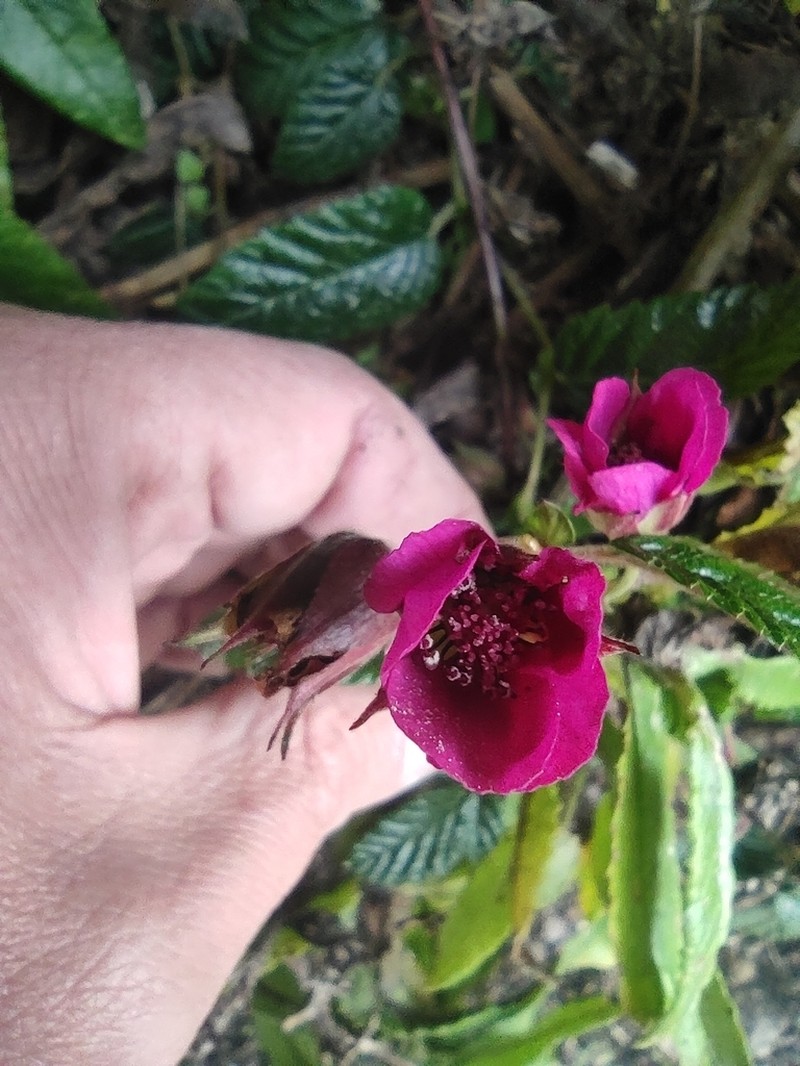 Rubus azuayensis