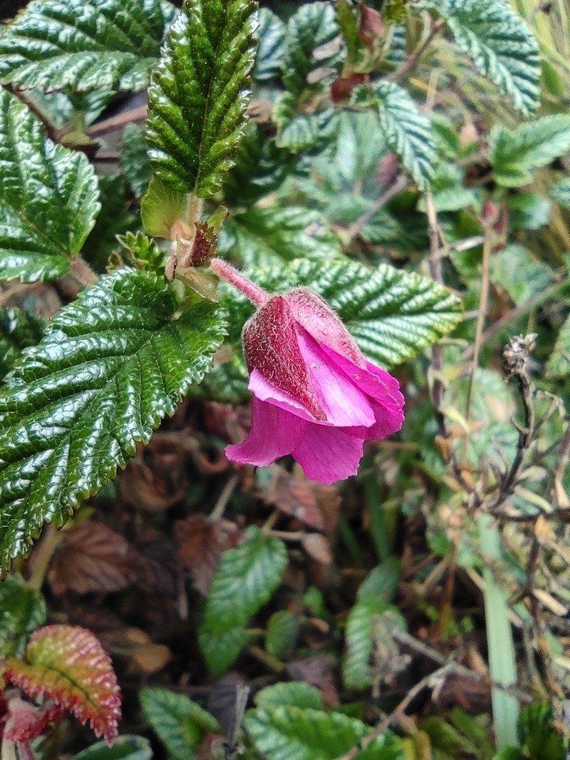 Rubus azuayensis photo 2