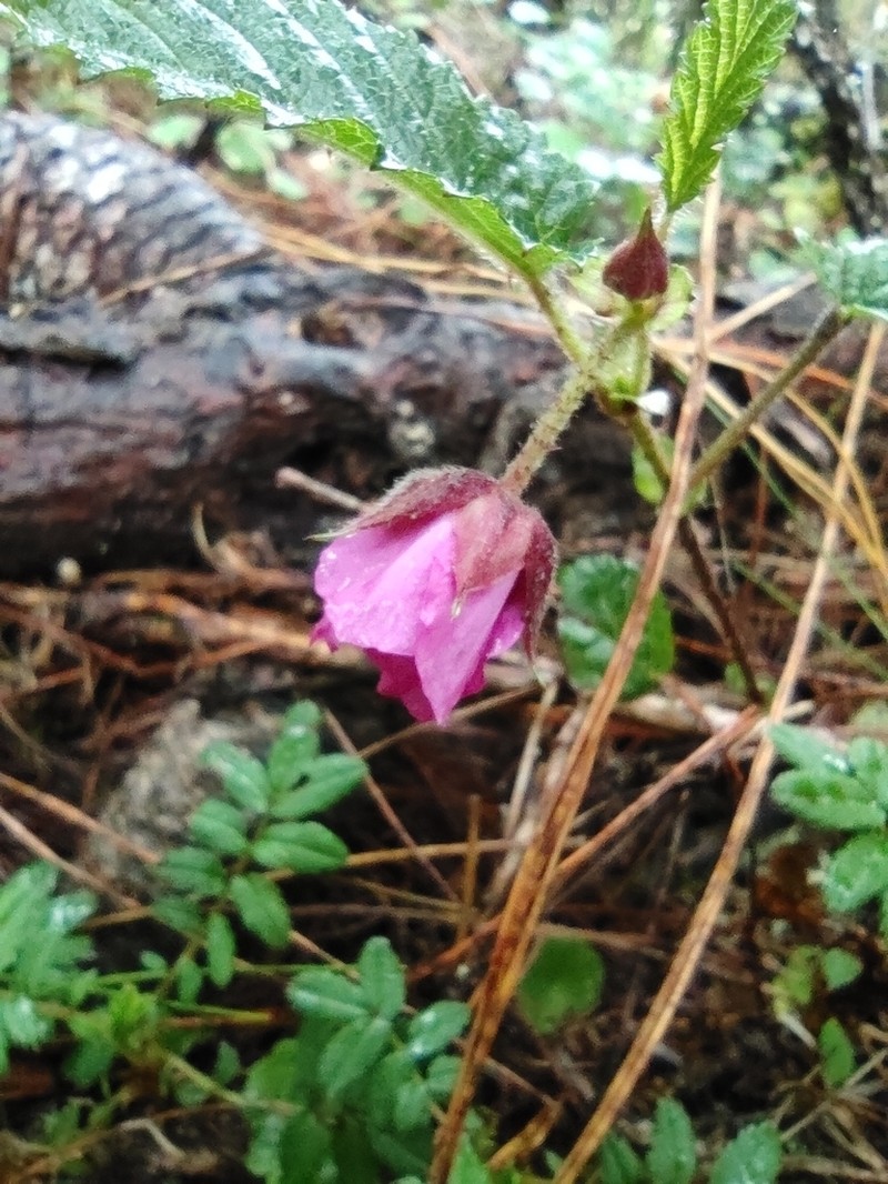 Rubus azuayensis photo 3