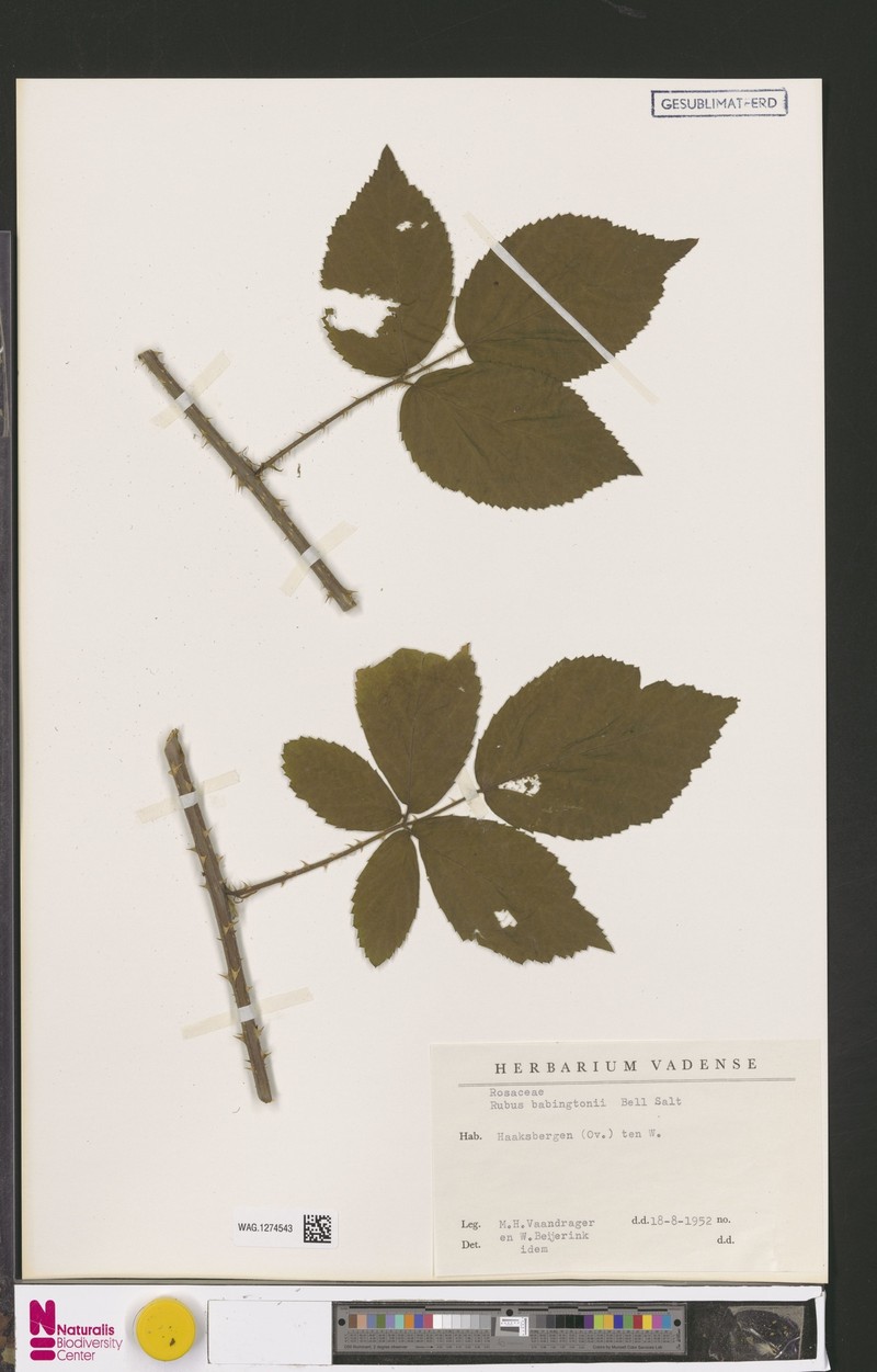 Rubus babingtonii