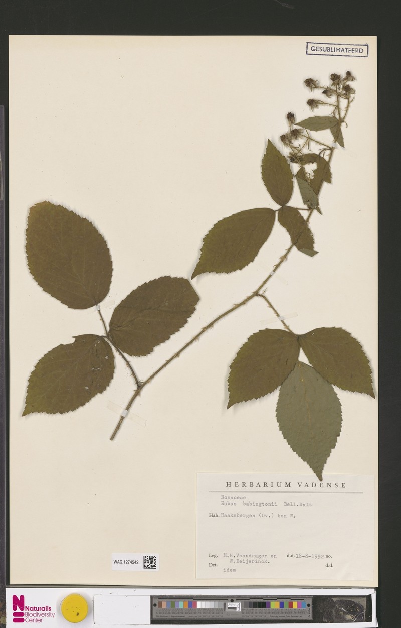 Rubus babingtonii photo 2