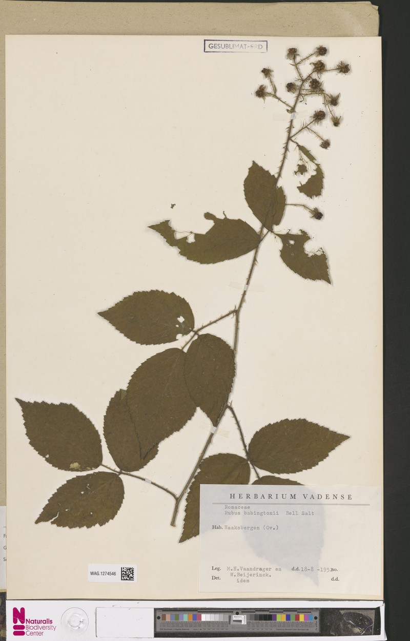 Rubus babingtonii photo 3