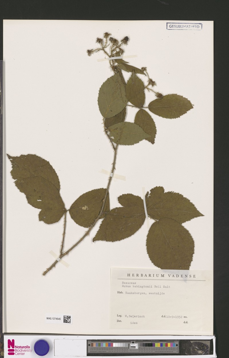 Rubus babingtonii photo 4