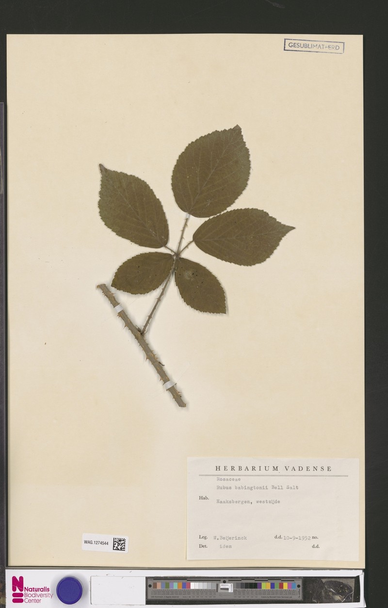 Rubus babingtonii photo 5