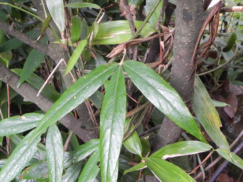 Rubus bambusarum
