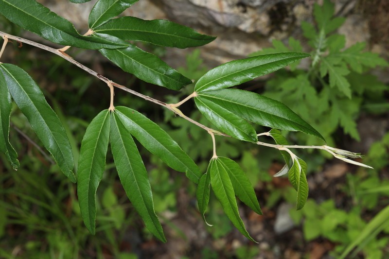 Rubus bambusarum photo 2