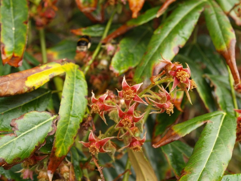 Rubus bambusarum photo 3