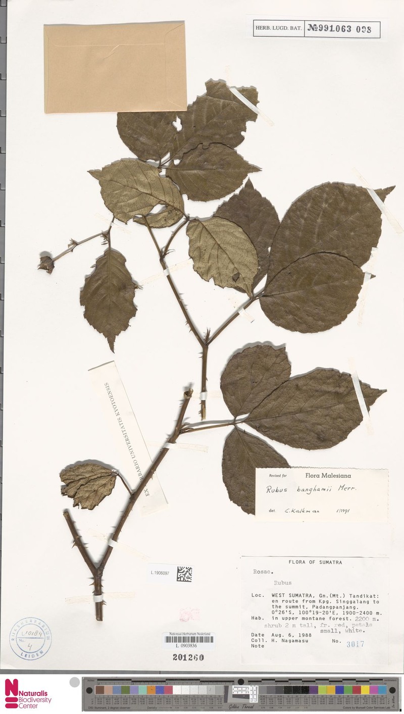 Rubus banghamii
