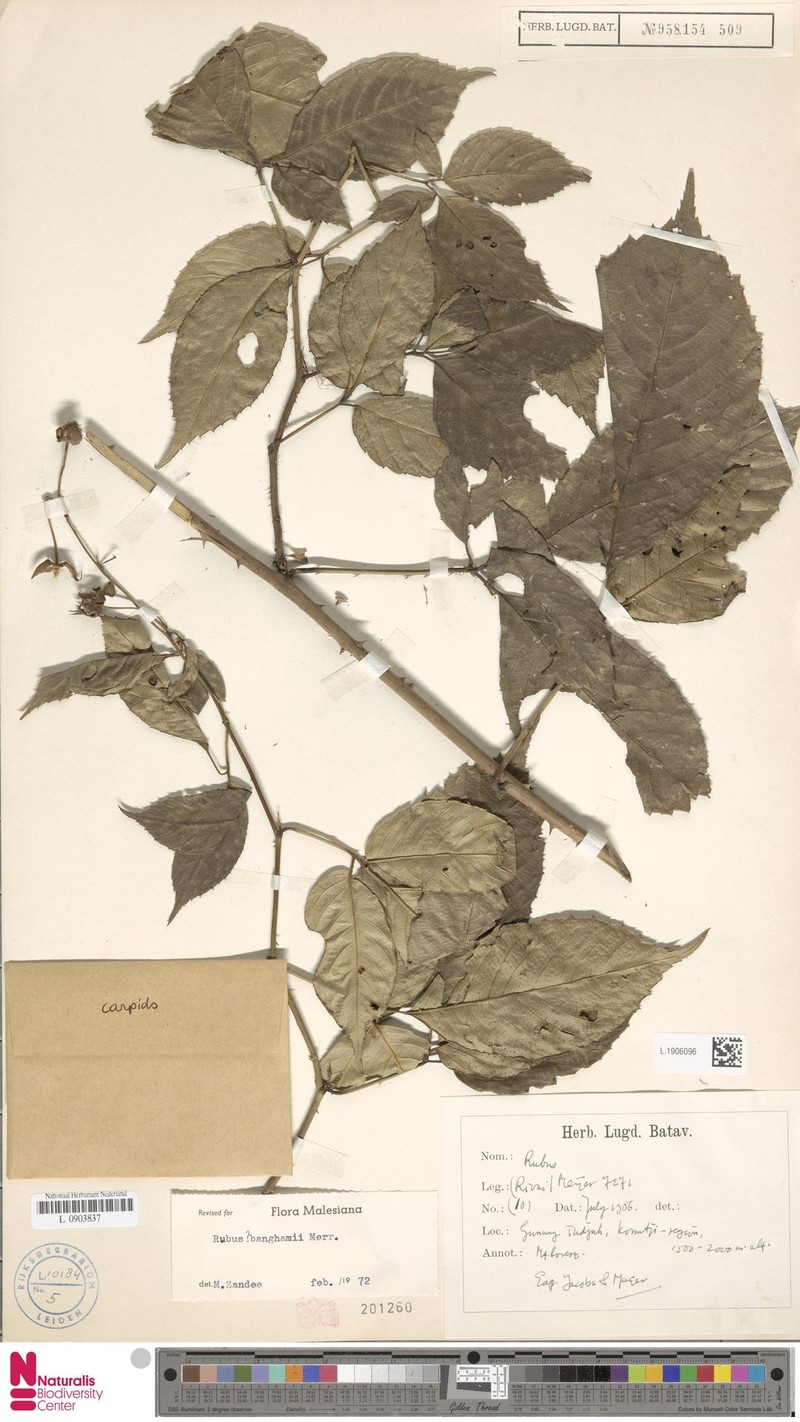 Rubus banghamii photo 2