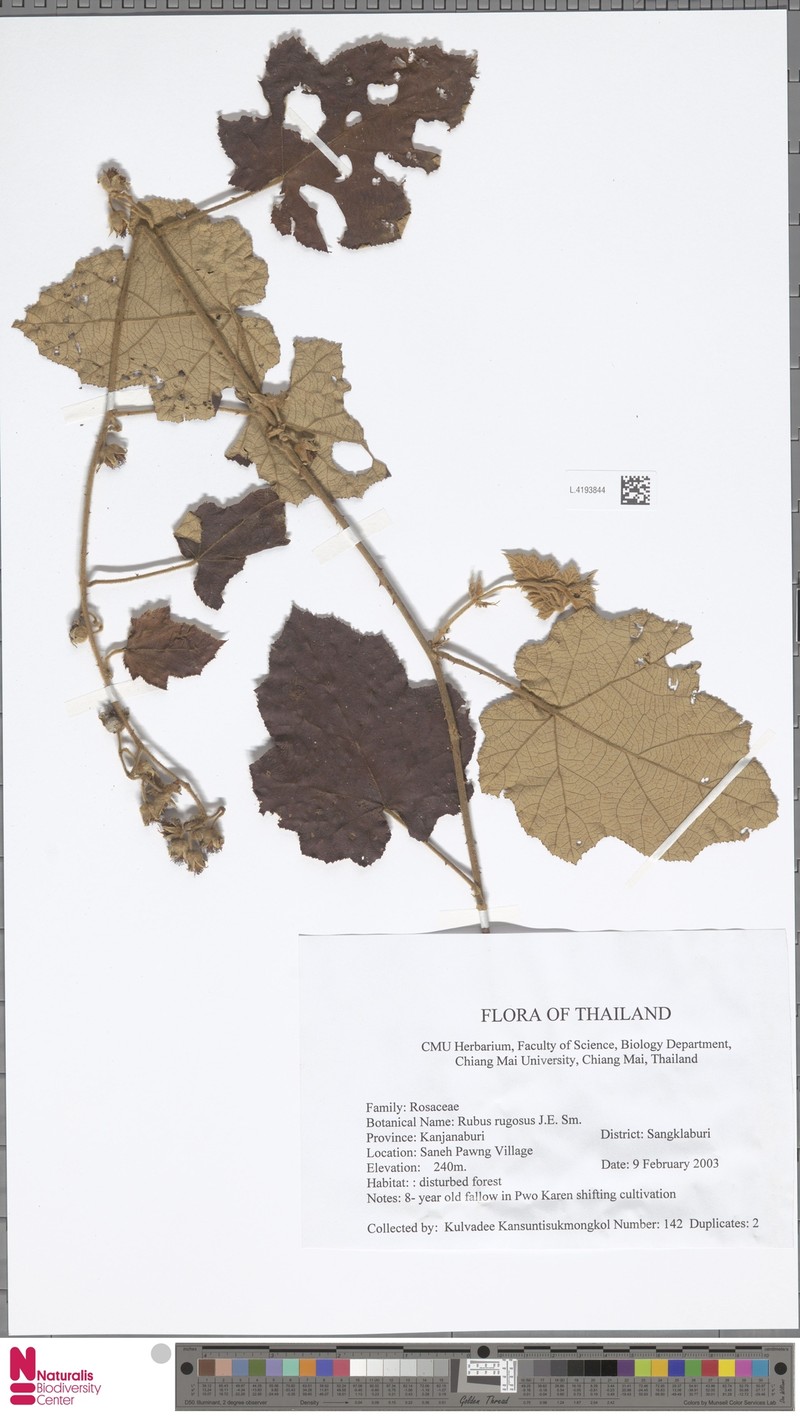 Rubus barberi