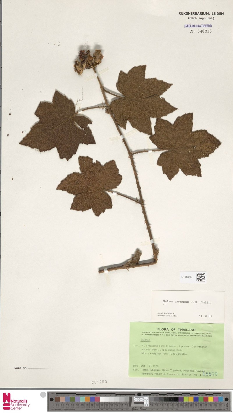 Rubus barberi photo 2