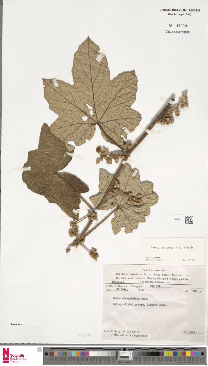 Rubus barberi photo 3