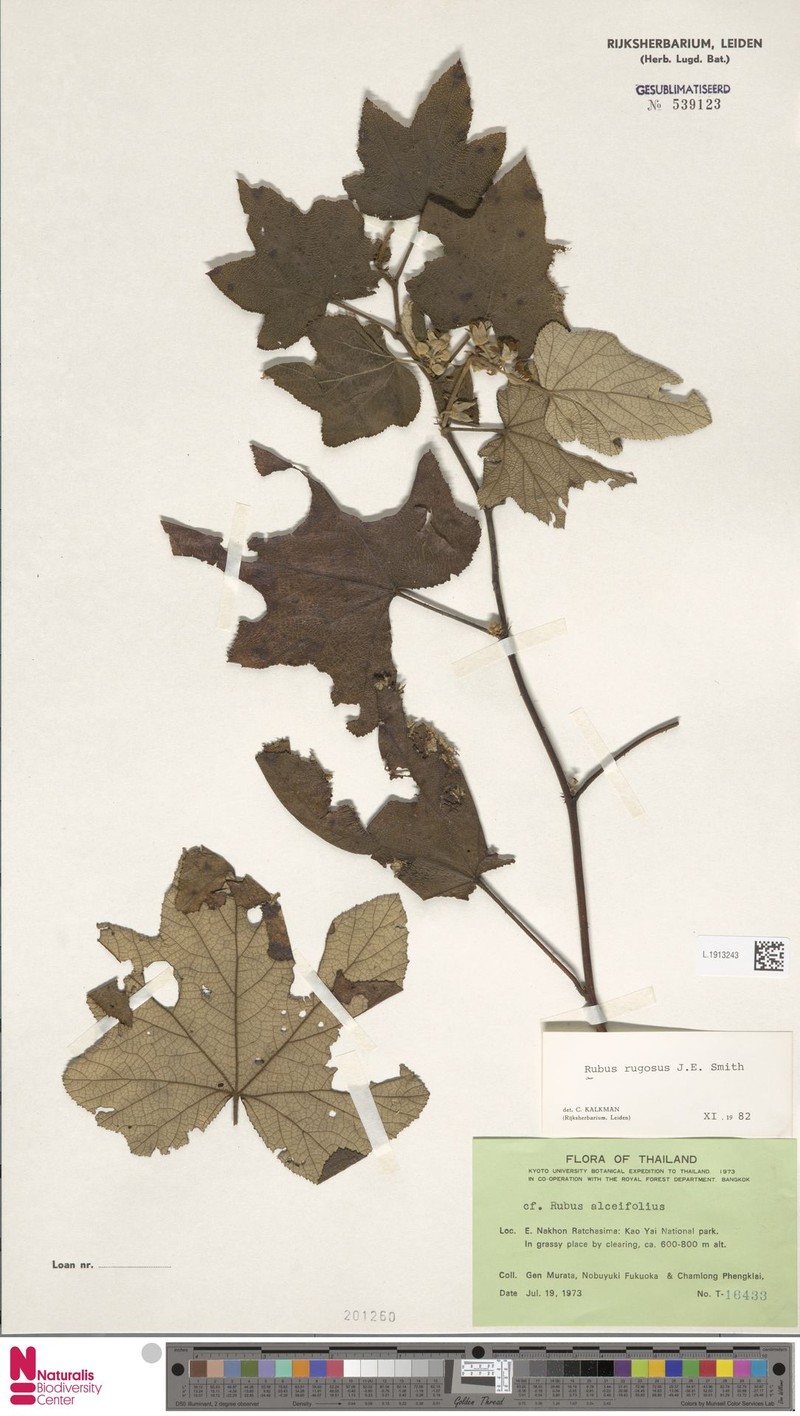 Rubus barberi photo 4