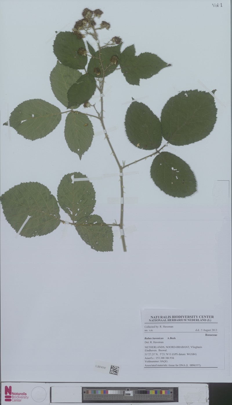 Rubus baronicus