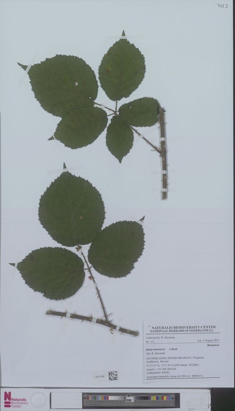 Rubus baronicus photo 2