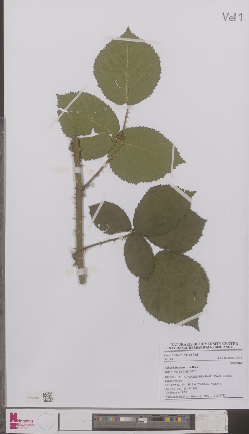 Rubus baronicus photo 3