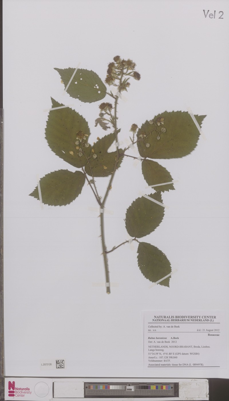 Rubus baronicus photo 4