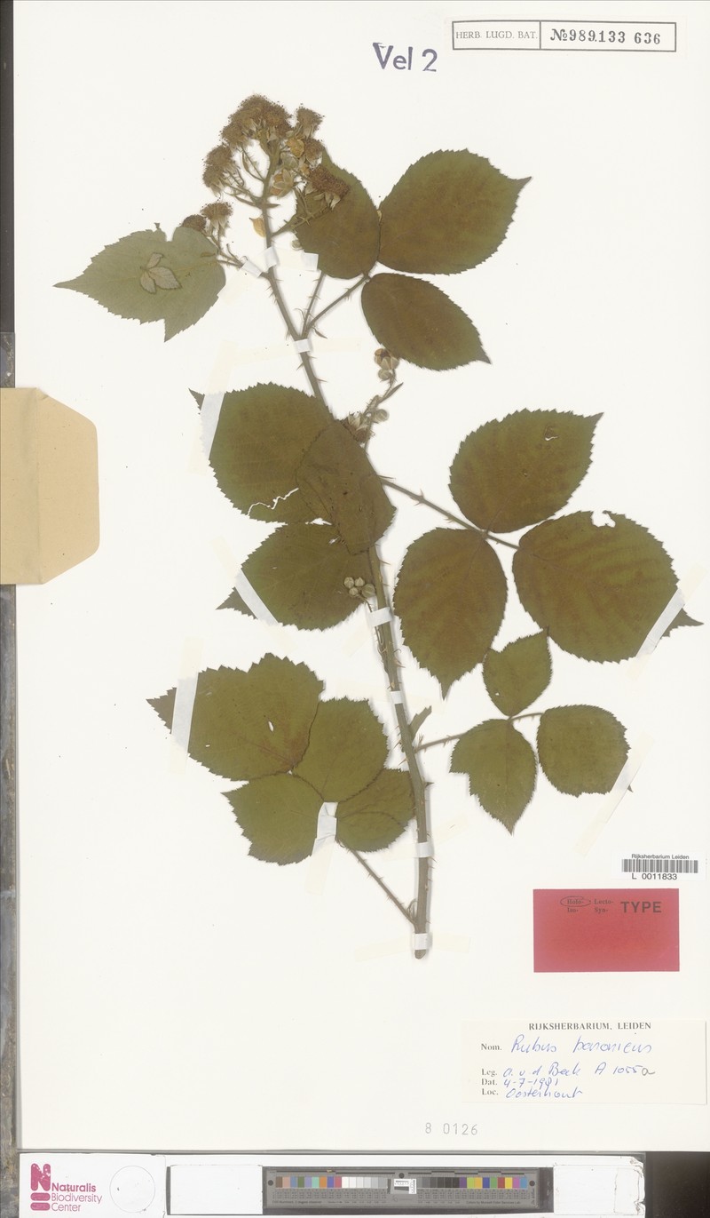 Rubus baronicus photo 5