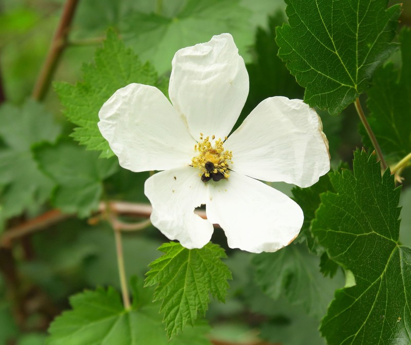 Barton's Raspberry