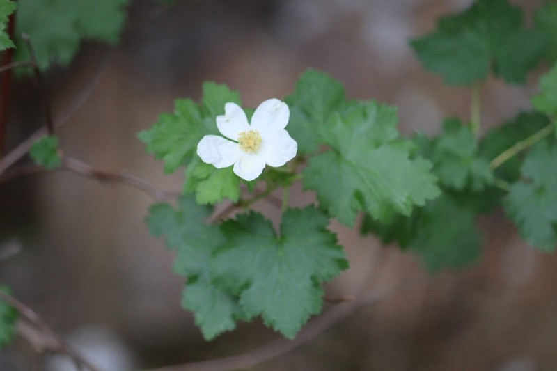 Barton's Raspberry photo 2