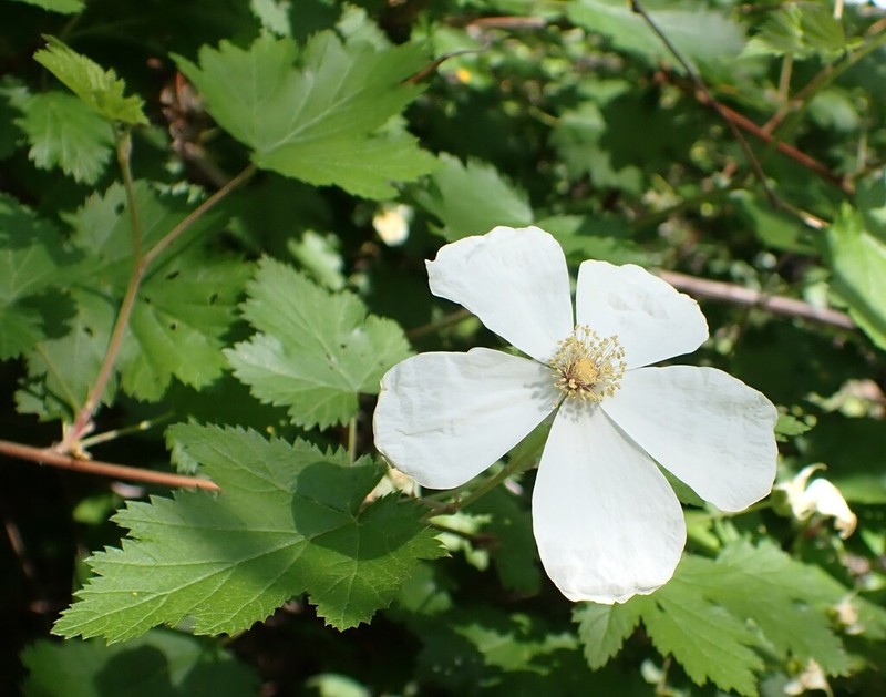 Barton's Raspberry photo 3