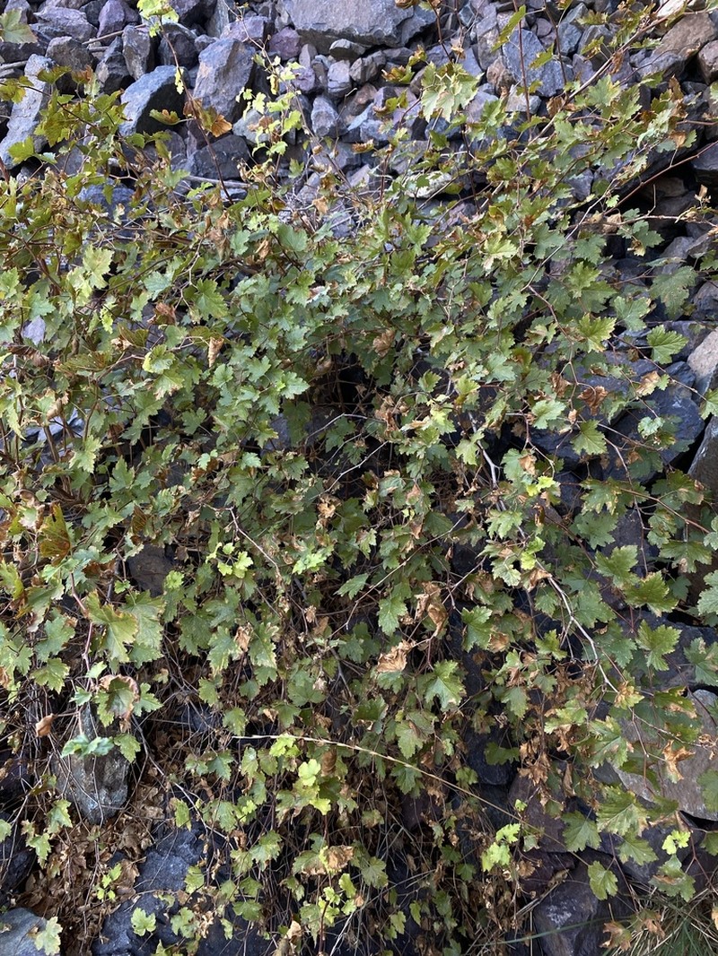 Barton's Raspberry photo 4