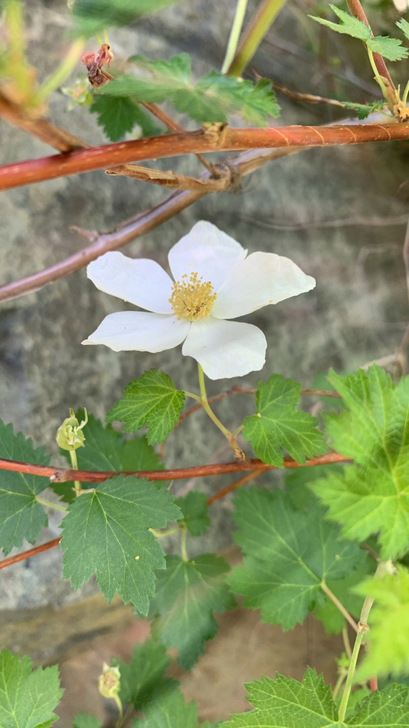 Barton's Raspberry photo 5