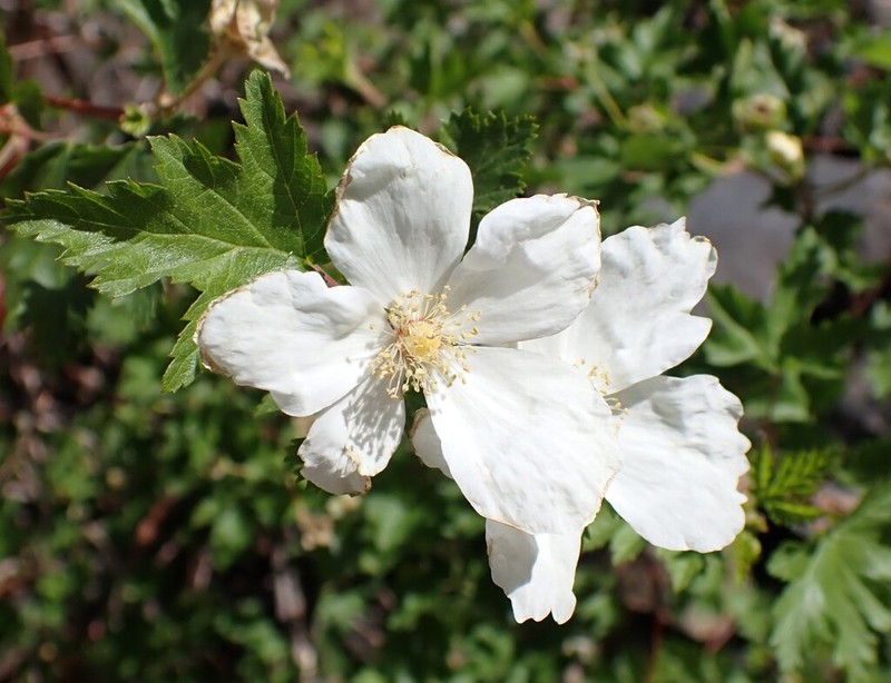 Barton's Raspberry photo 6