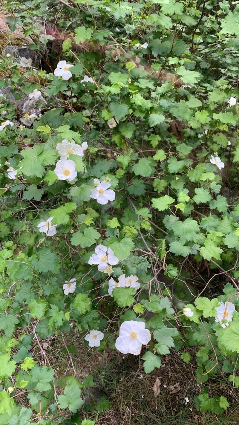 Barton's Raspberry photo 7