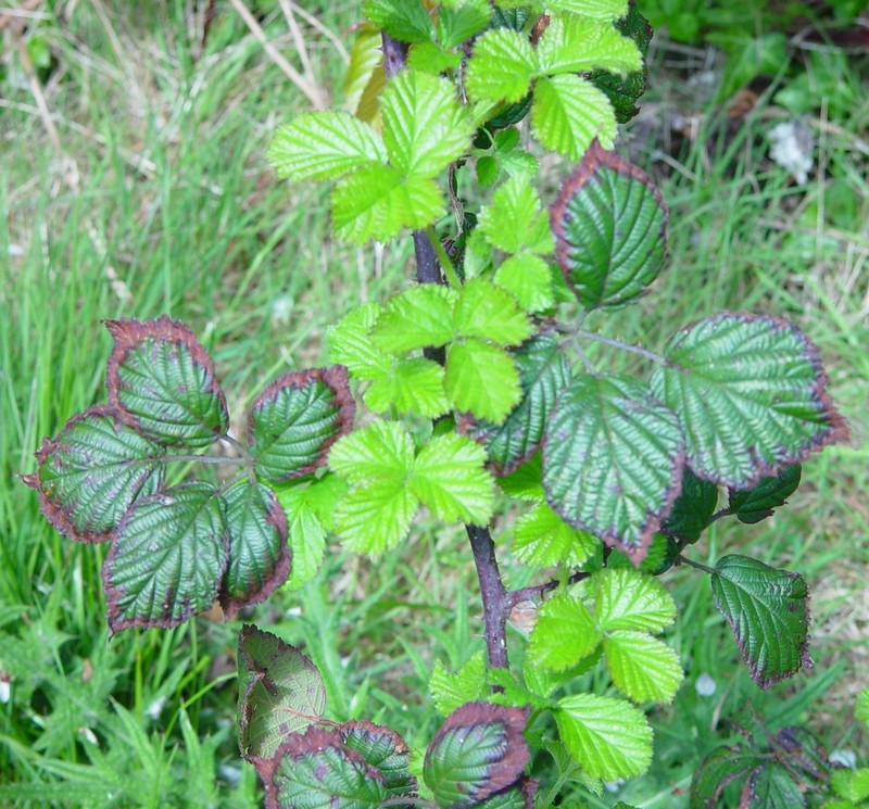Rubus bartonii photo 2