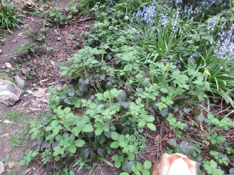 Rubus bartonii photo 3