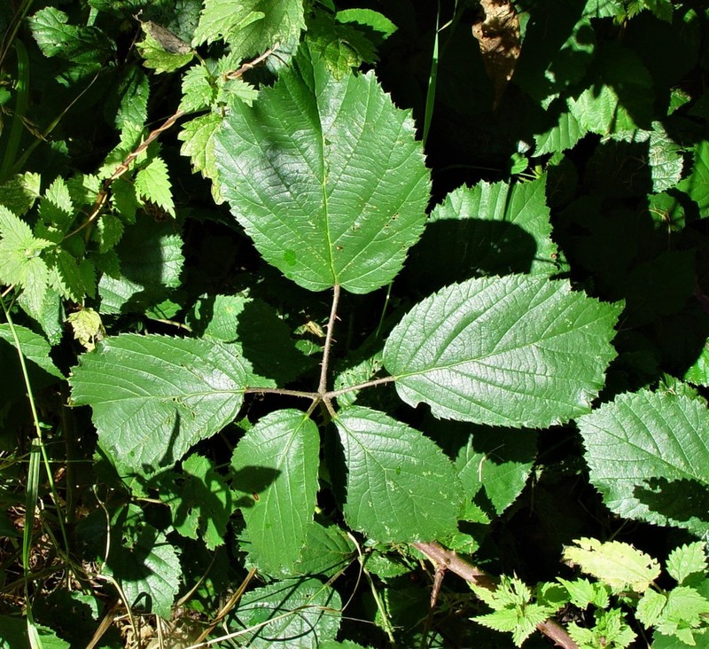 Rubus bartonii photo 4