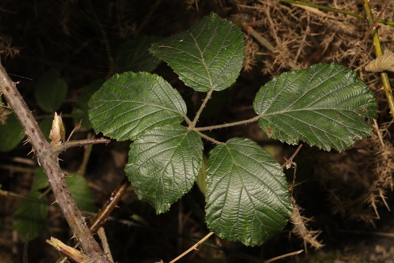 Rubus bartonii photo 5