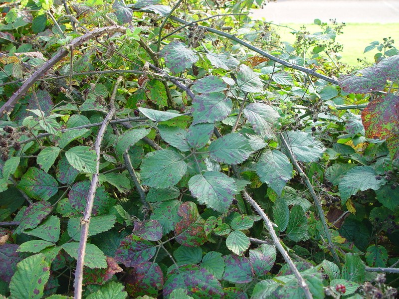 Rubus bartonii photo 6