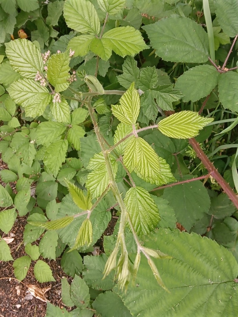 Rubus bartonii photo 7