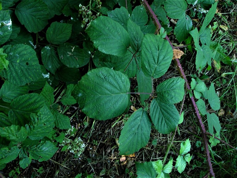 Rubus bartonii photo 8