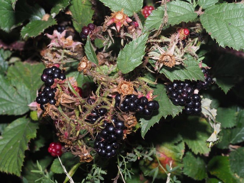 Rubus bavaricus