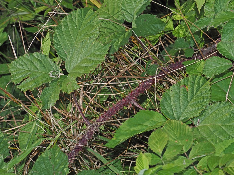 Rubus bavaricus photo 2