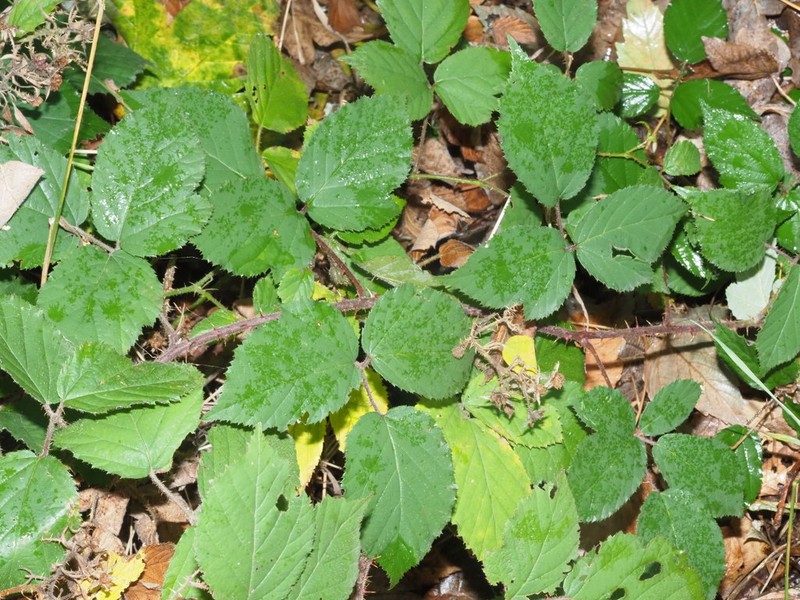 Rubus bavaricus photo 4