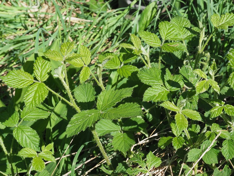 Rubus bavaricus photo 5
