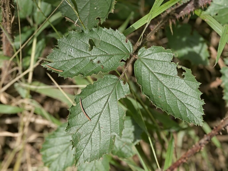 Rubus bavaricus photo 6