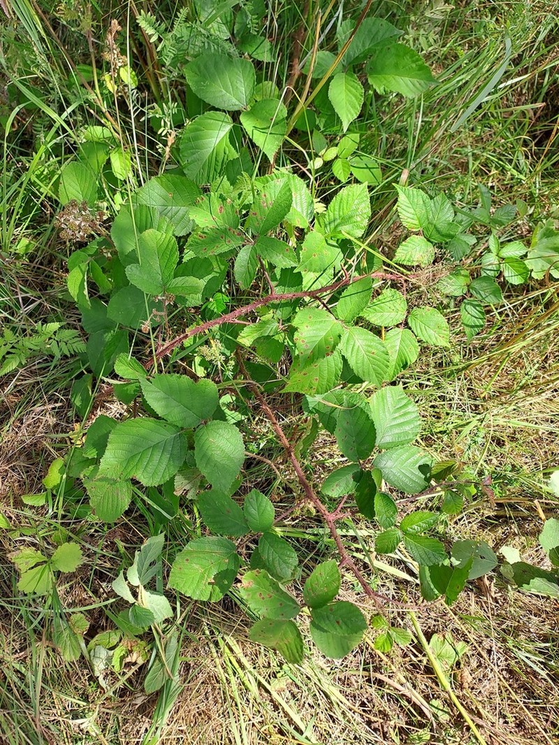 Rubus bavaricus photo 7