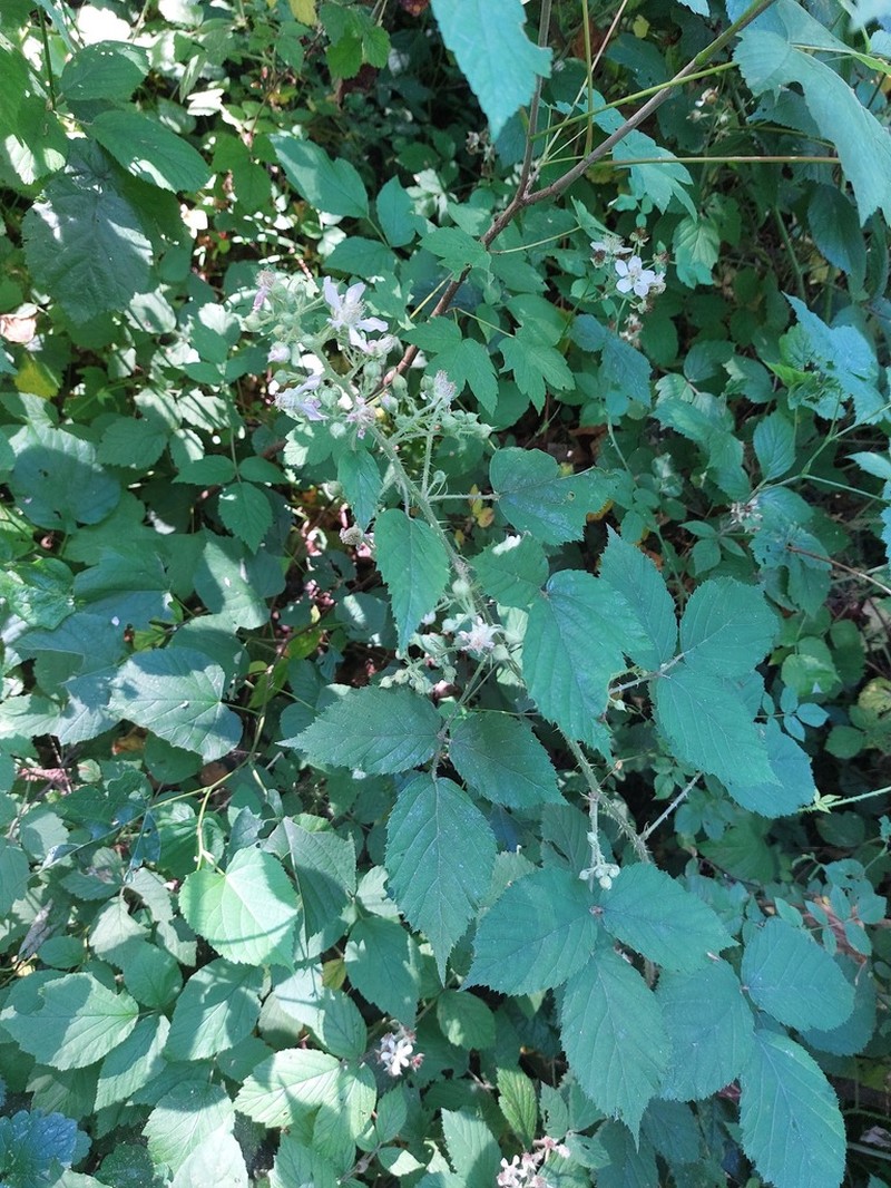 Rubus bavaricus photo 8