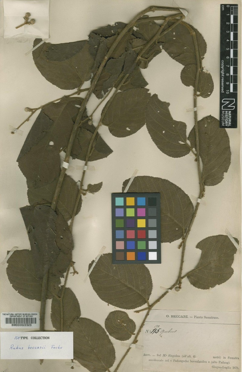 Rubus beccarii
