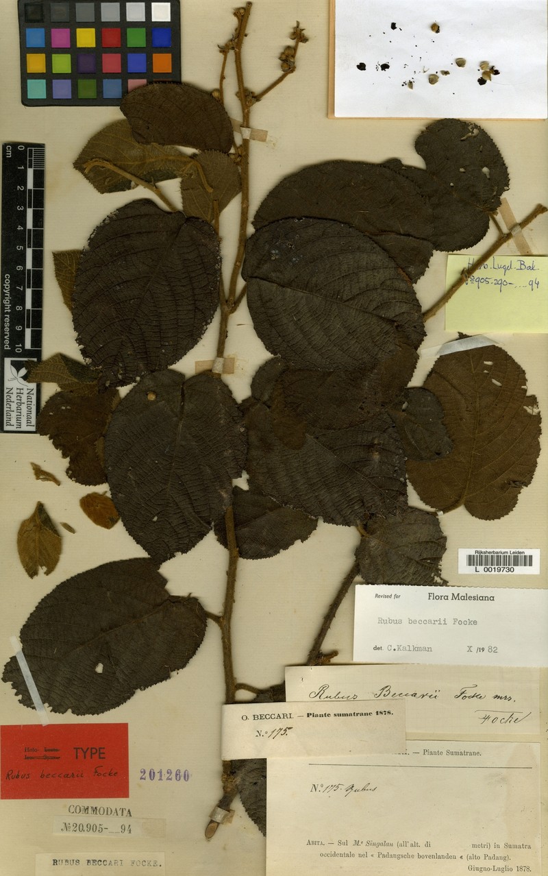Rubus beccarii photo 2
