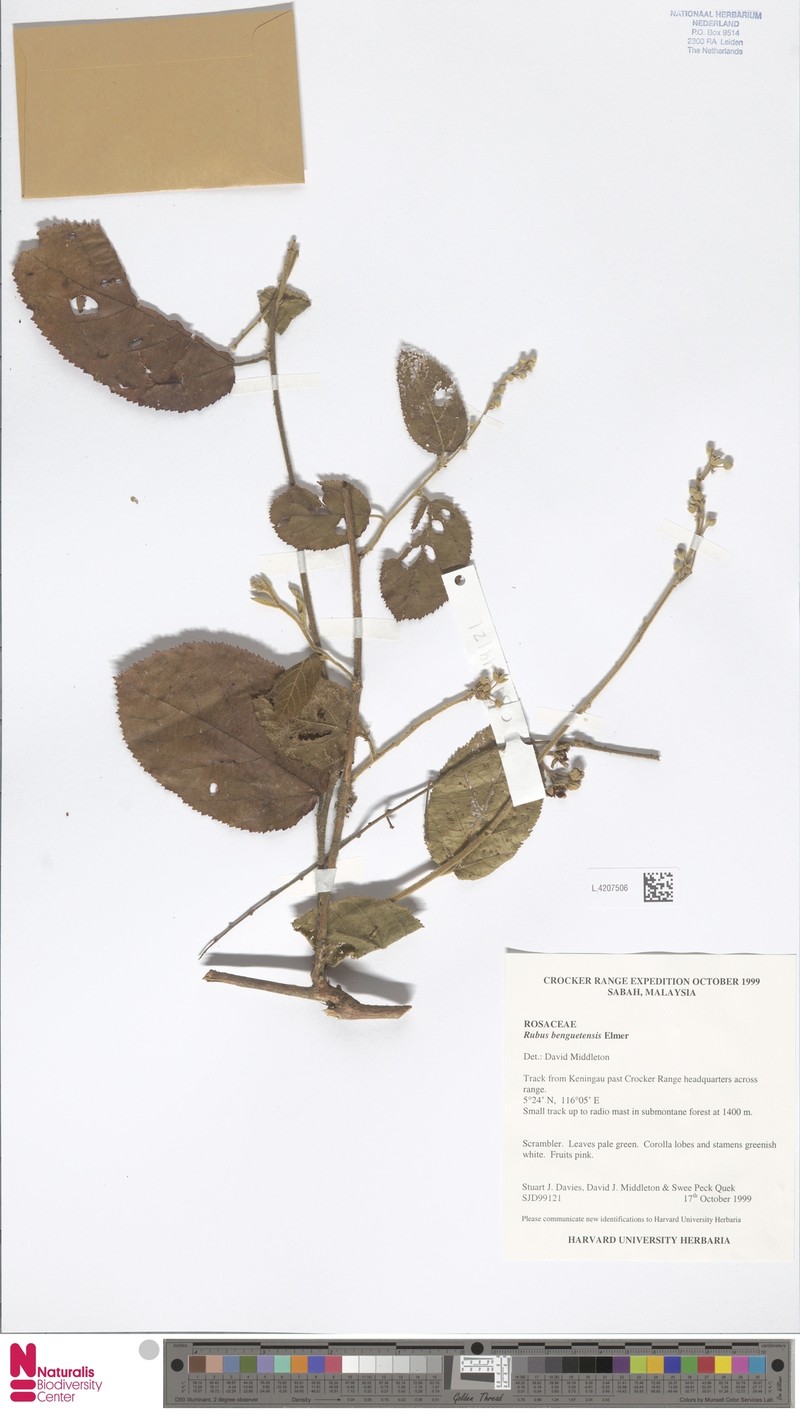 Rubus benguetensis