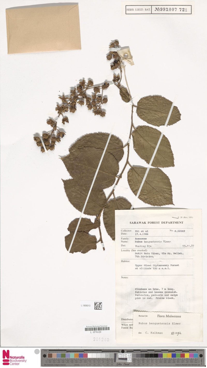 Rubus benguetensis photo 2